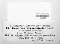 Uromyces scrophulariae image
